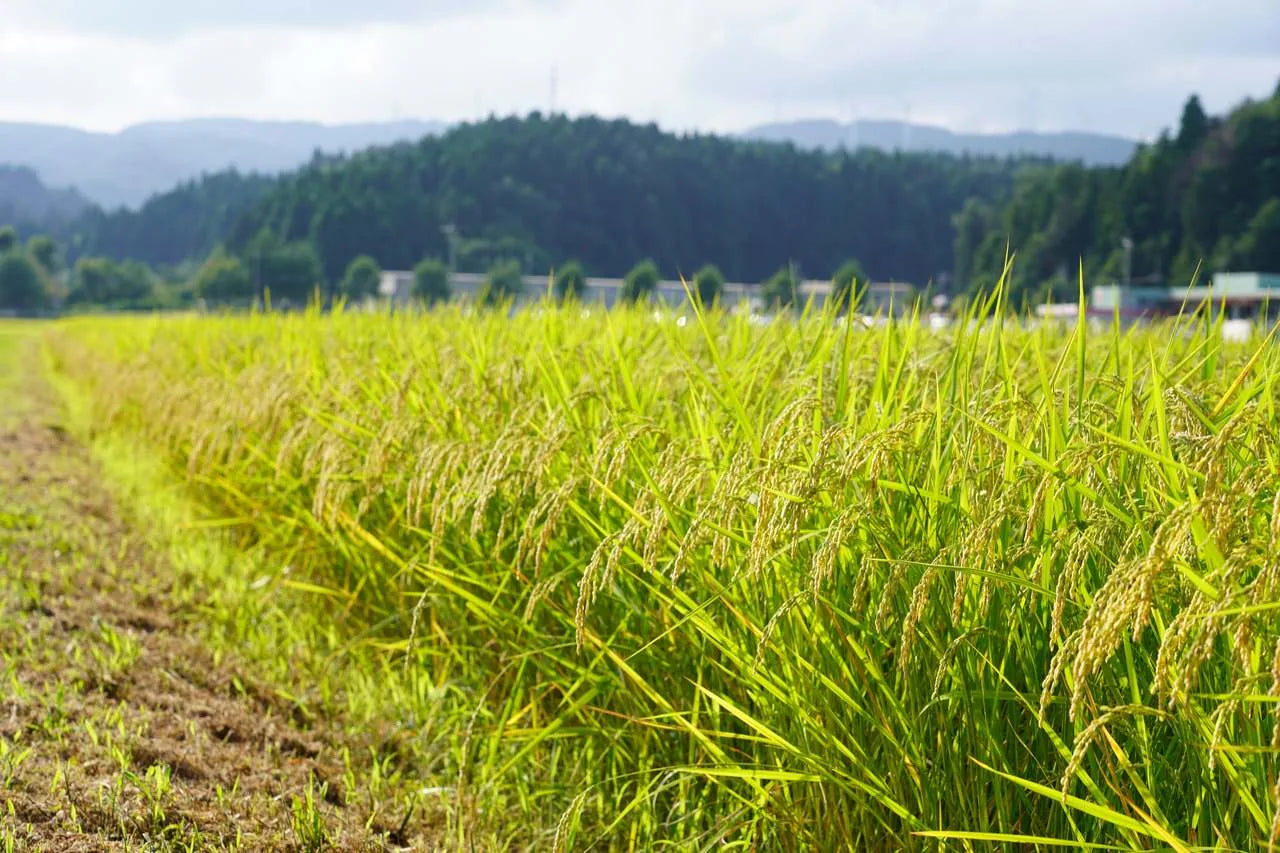 Rice fields in Noto, Ishikawa, Japan