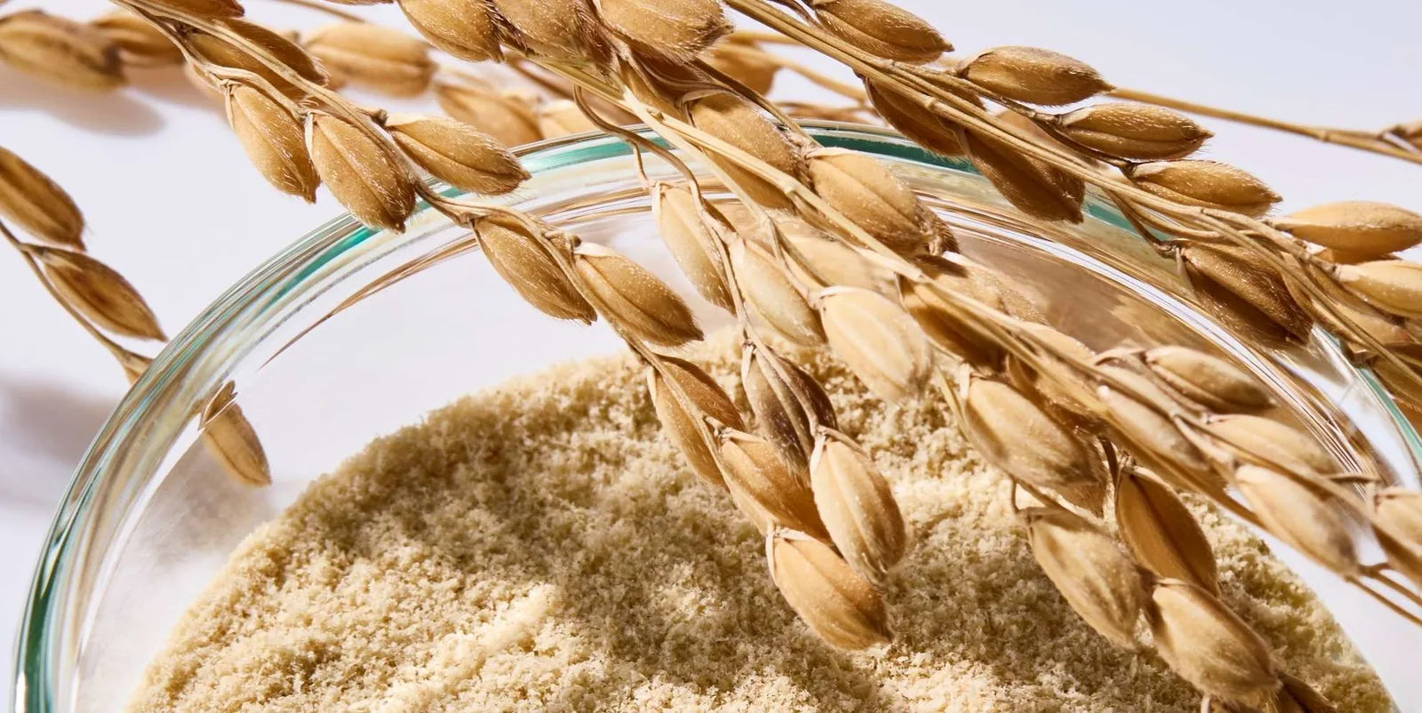 Rice ears and rice bran from Suzu-grown Sakura Fukuhime rice